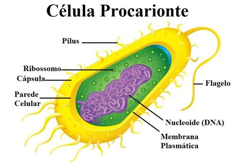 células procariotas